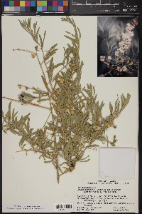 Atriplex canescens var. canescens image