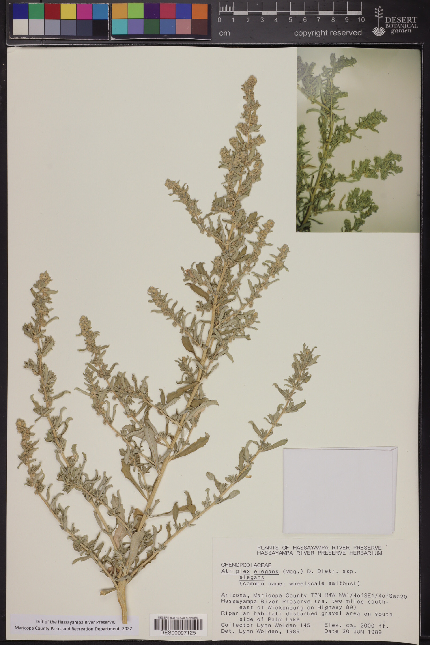 Atriplex elegans subsp. elegans image