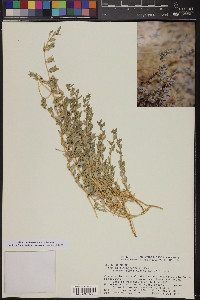 Atriplex semibaccata image