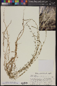 Bassia hyssopifolia image