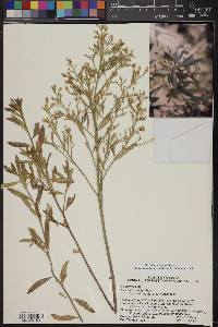 Baccharis salicina image