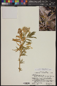 Baccharis salicifolia image