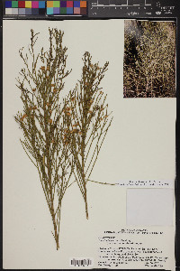 Baccharis sarothroides image