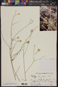 Bebbia juncea var. aspera image