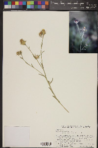 Centaurea melitensis image