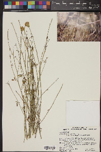 Adenophyllum porophylloides image