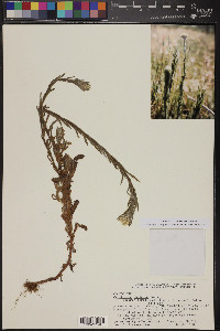 Pseudognaphalium stramineum image