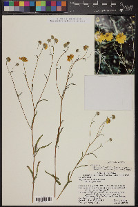 Heliomeris longifolia image