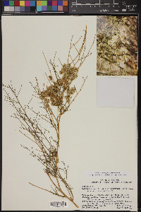 Ambrosia salsola image