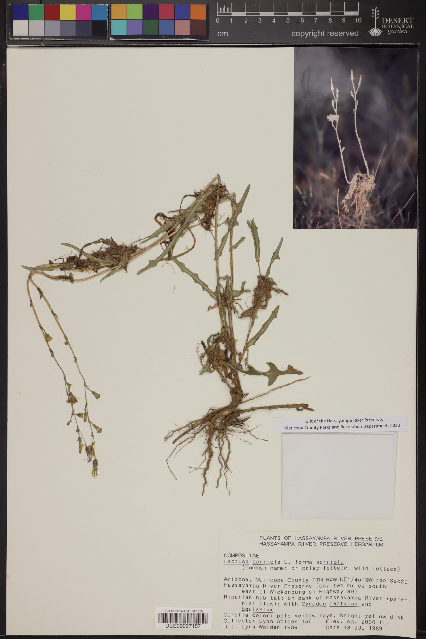 Lactuca serriola f. serriola image