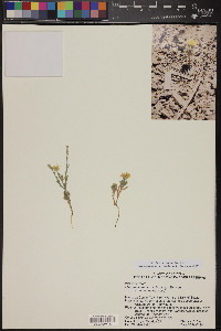 Xanthisma gracile image