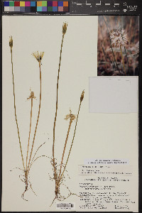 Uropappus lindleyi image