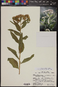 Pluchea odorata var. odorata image