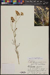 Senecio flaccidus image