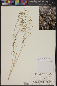 Stephanomeria pauciflora image