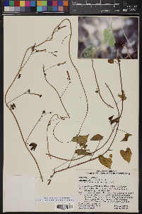 Ipomoea cristulata image