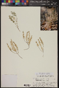 Lepidium lasiocarpum image