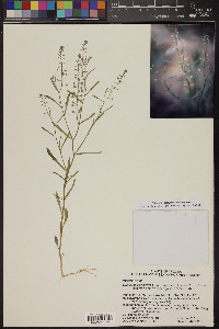 Lepidium virginicum var. menziesii image