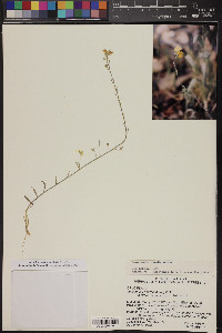 Physaria tenella image