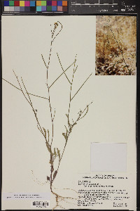 Sisymbrium altissimum image