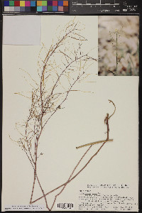 Sisymbrium irio image