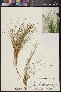 Eleocharis geniculata image