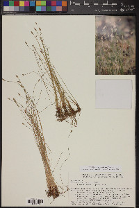 Eleocharis parishii image