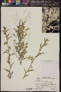 Ambrosia eriocentra image