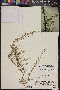 Artemisia carruthii image