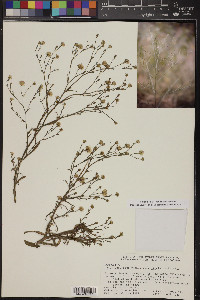 Symphyotrichum subulatum var. ligulatum image