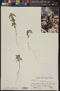 Acalypha neomexicana image