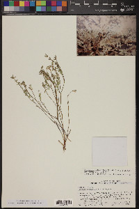 Euphorbia pediculifera image