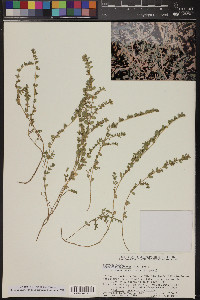 Euphorbia prostrata image