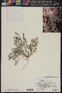 Corydalis aurea image