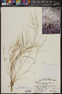 Aristida californica image