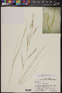 Aristida purpurea var. parishii image