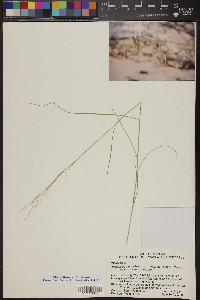 Aristida purpurea var. longiseta image