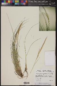 Aristida purpurea var. nealleyi image