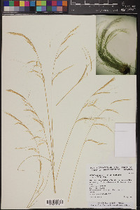 Aristida purpurea var. purpurea image