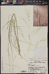 Aristida ternipes image