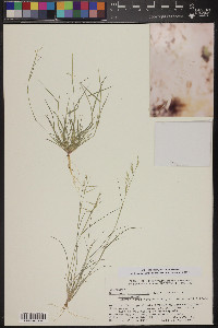 Bouteloua aristidoides image