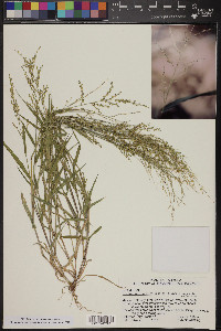 Urochloa arizonica image