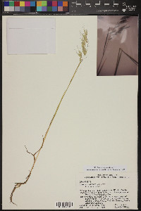 Bromus arenarius image