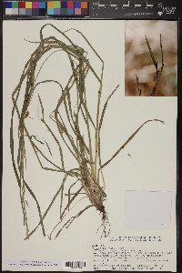 Bromus catharticus image