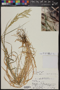 Bromus catharticus image