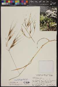 Bromus diandrus image