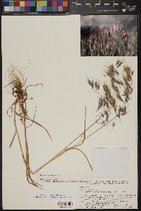 Bromus hordeaceus image