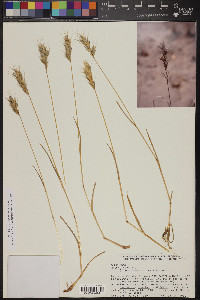 Bromus rubens image