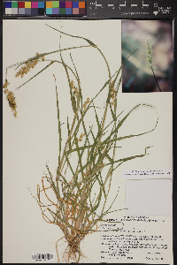 Cenchrus spinifex image