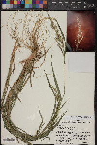 Echinochloa colona image